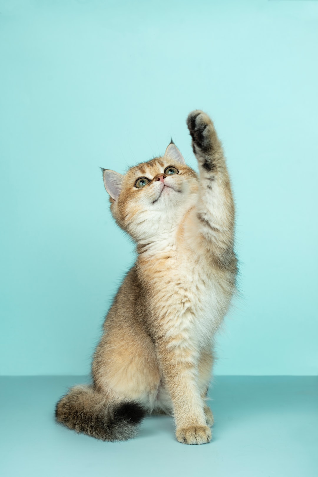 4 Things to Think About Before Declawing your Cat